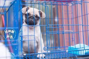 娱乐吃瓜宠物推荐,盘点那些爱看热闹的萌宠